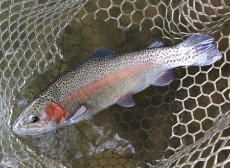 難しいぞ、大安トラウトレイク